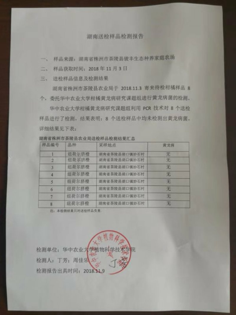 纽荷尔脐橙苗