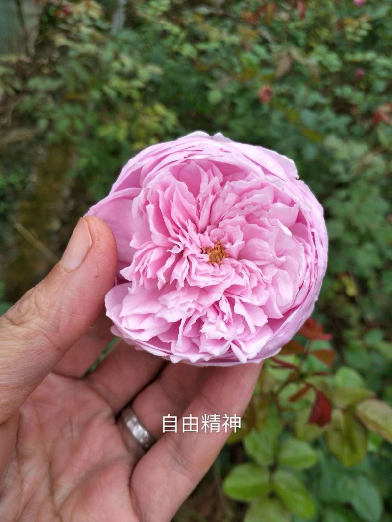 欧美月季藤本月季奥斯汀荔枝朱丽叶院墙拱门专用