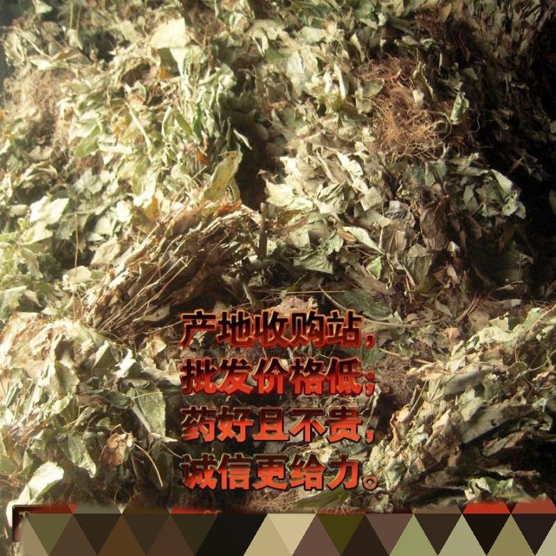 野生带根淫羊藿，含量好圆叶，羊角叶、仙灵脾，色青