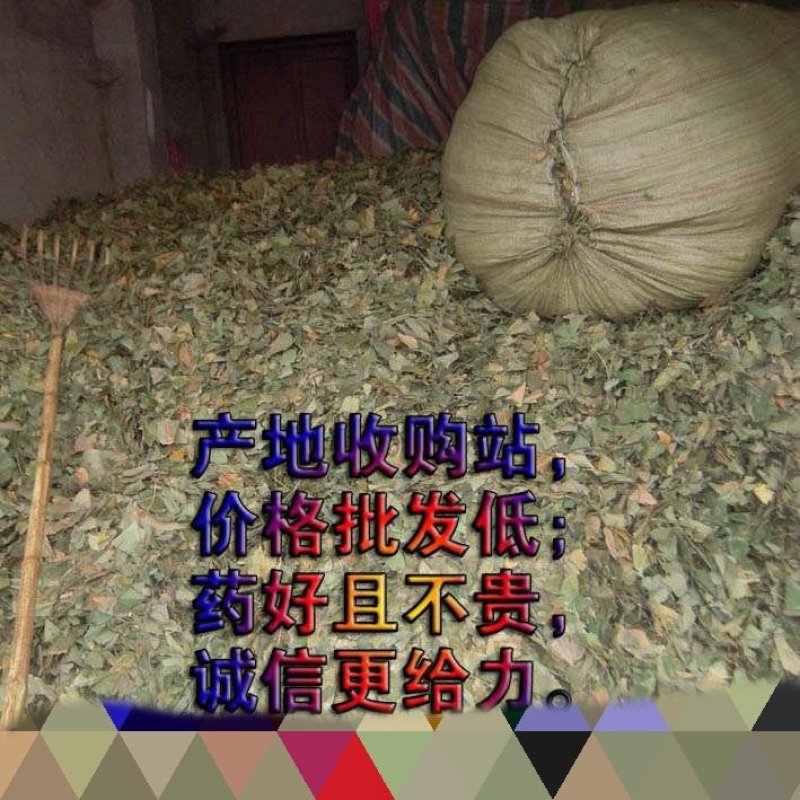 绿色银杏叶，白果叶晒货，量大，产地专营，经营各类草药大货