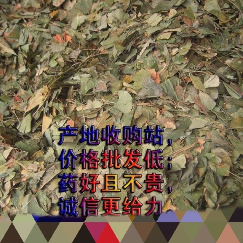 绿色银杏叶，白果叶晒货，量大，产地专营，经营各类草药大货