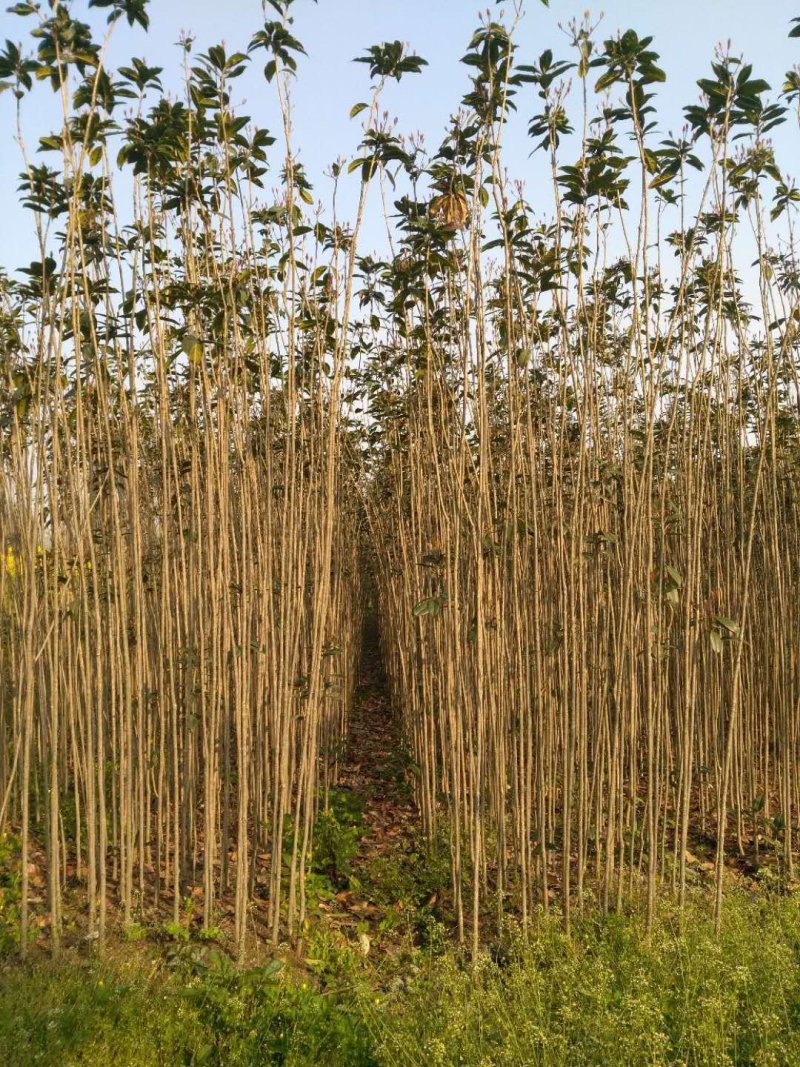 【热销】桂花条子桂花苗基地直供欢迎致电诚信代办