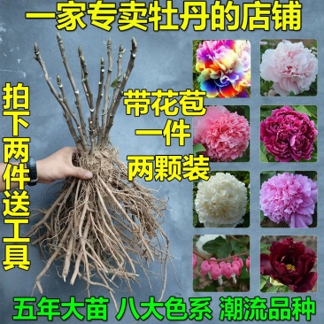 九大色系观赏牡丹批发，牡丹，盆栽牡丹，重瓣牡丹，千层牡丹
