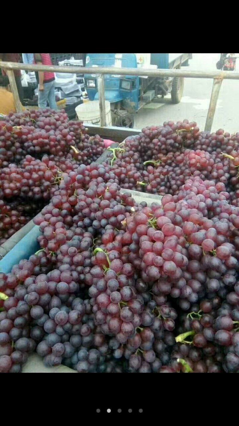 红宝石葡萄苗山东葡萄苗基地质壮苗纯种植批发