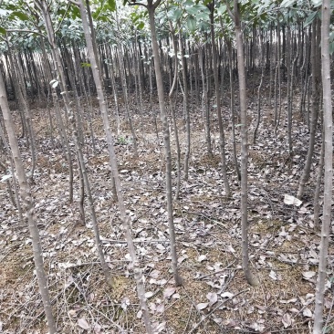 红叶石楠