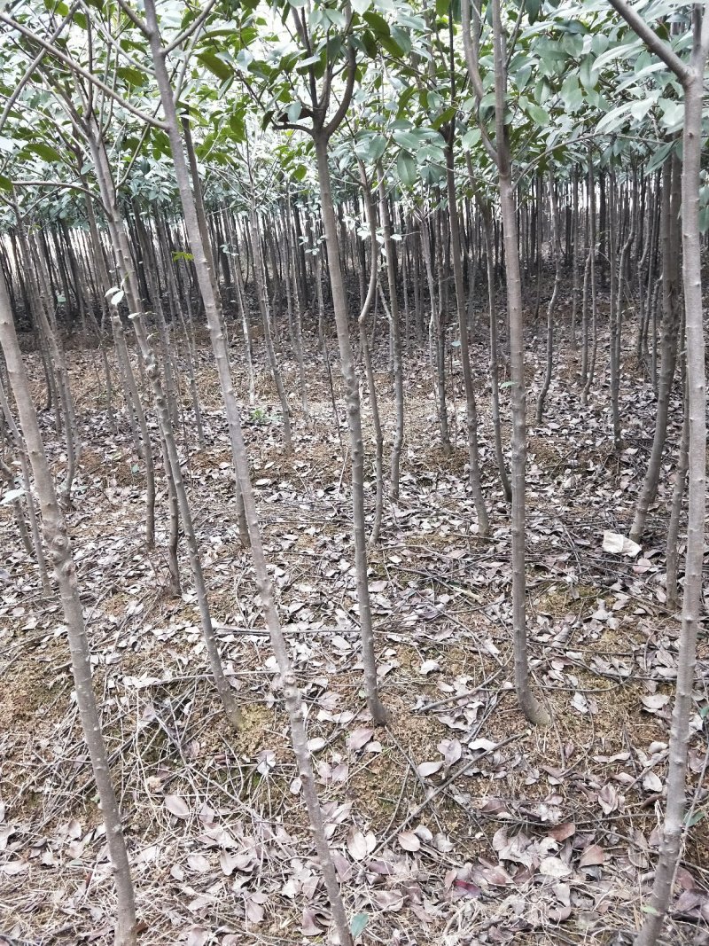 红叶石楠