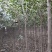 红叶石楠