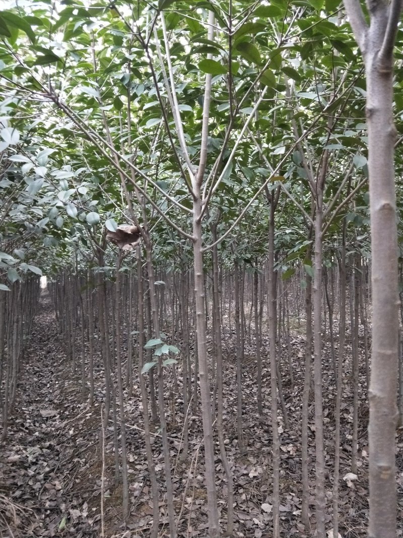 红叶石楠