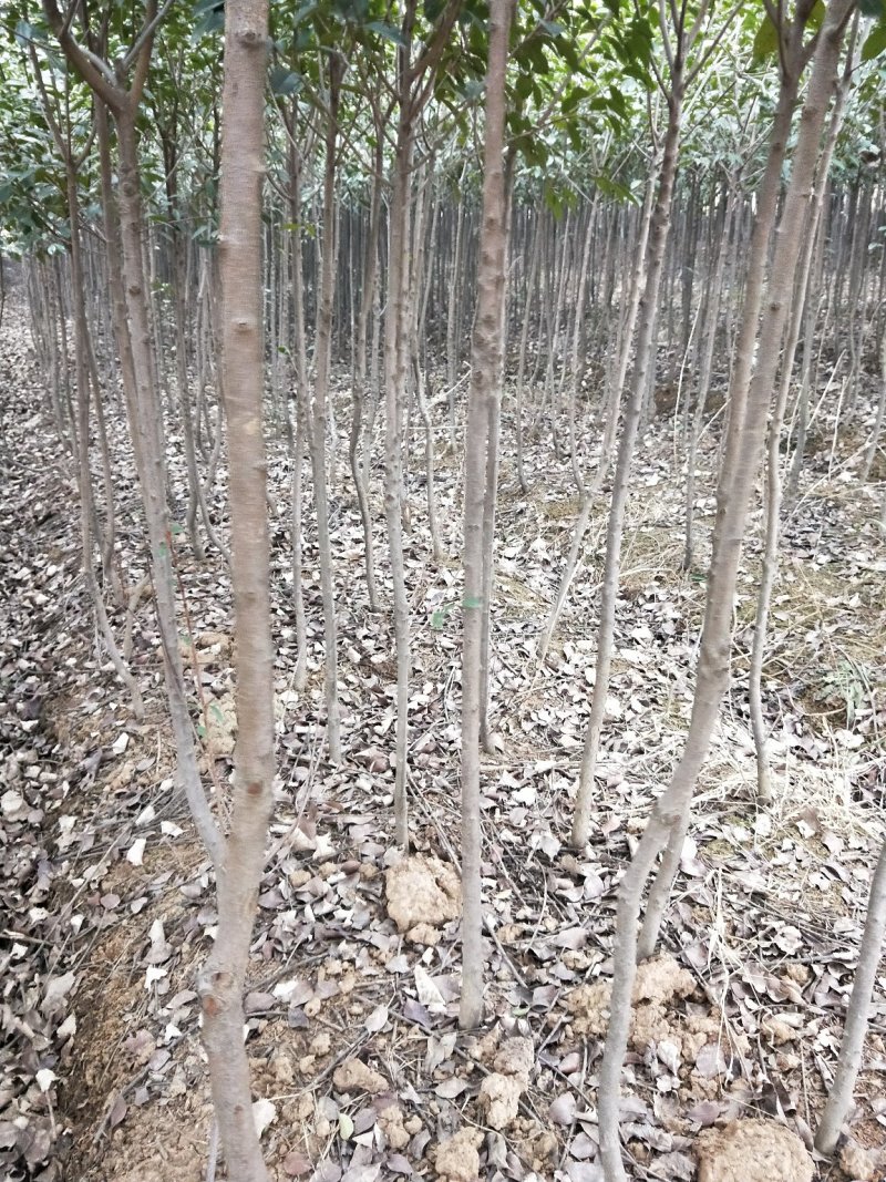 红叶石楠