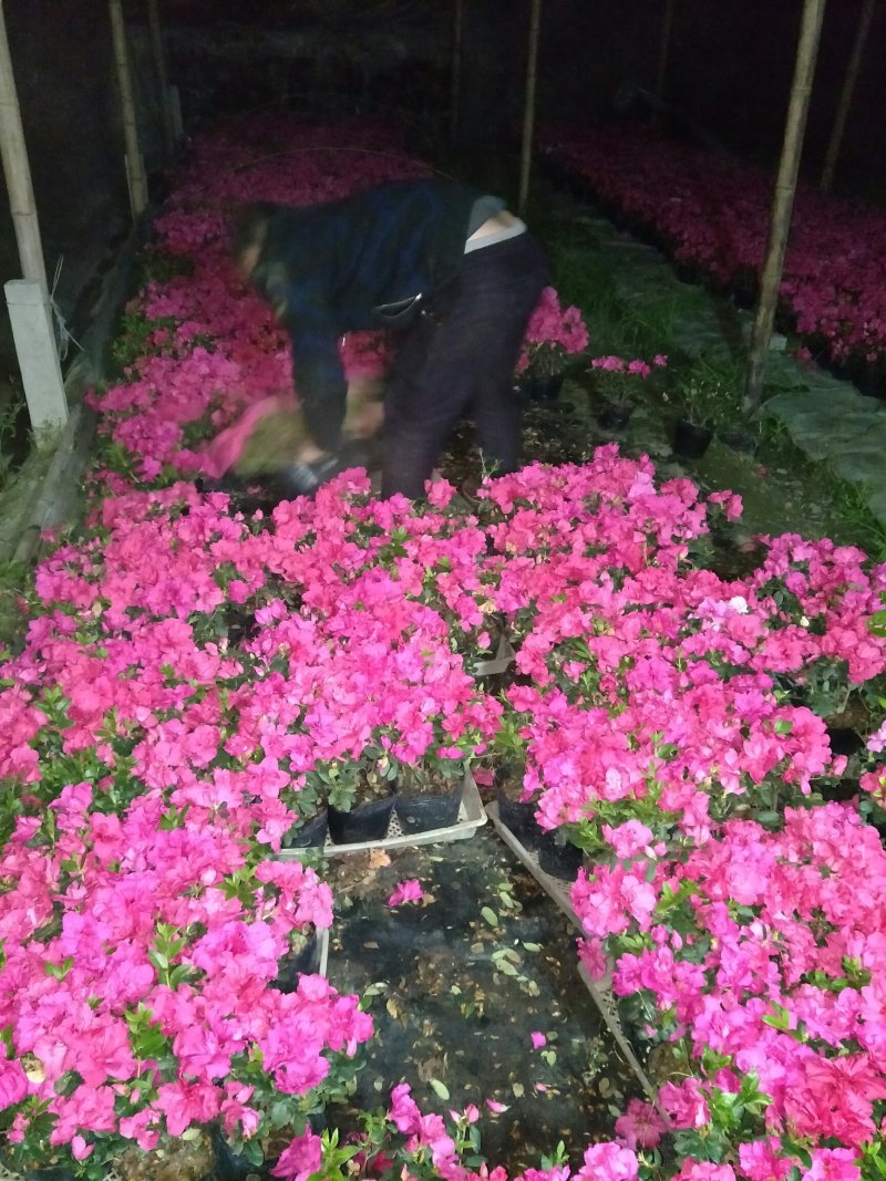 西洋鹃花期长，耐运输，基地发货，规格齐全保证实拍，欢迎来电