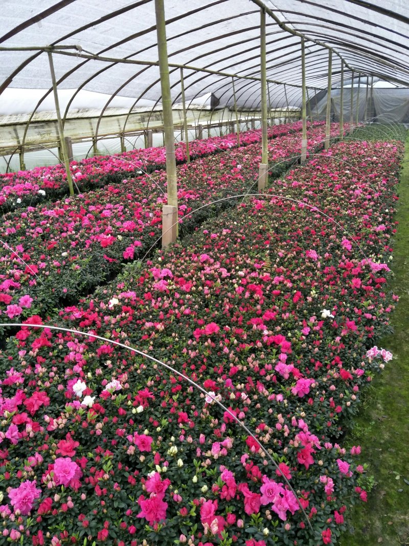 西洋鹃花期长，耐运输，基地发货，规格齐全保证实拍，欢迎来电
