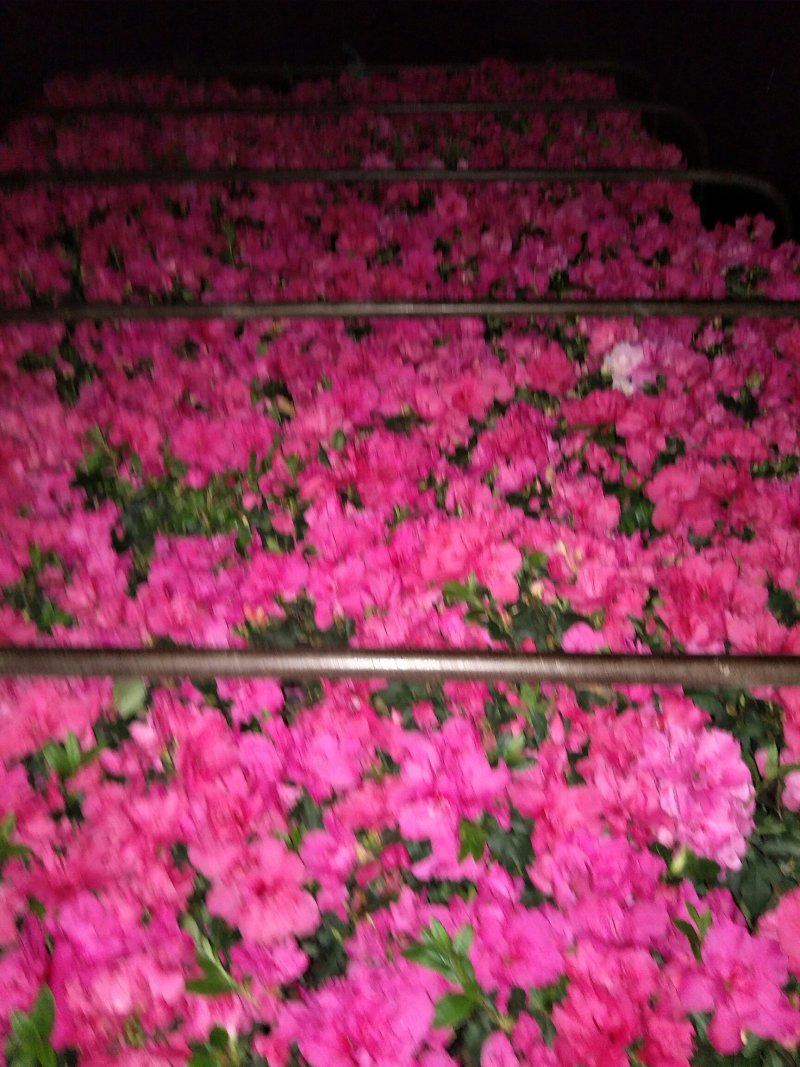 西洋鹃花期长，耐运输，基地发货，规格齐全保证实拍，欢迎来电