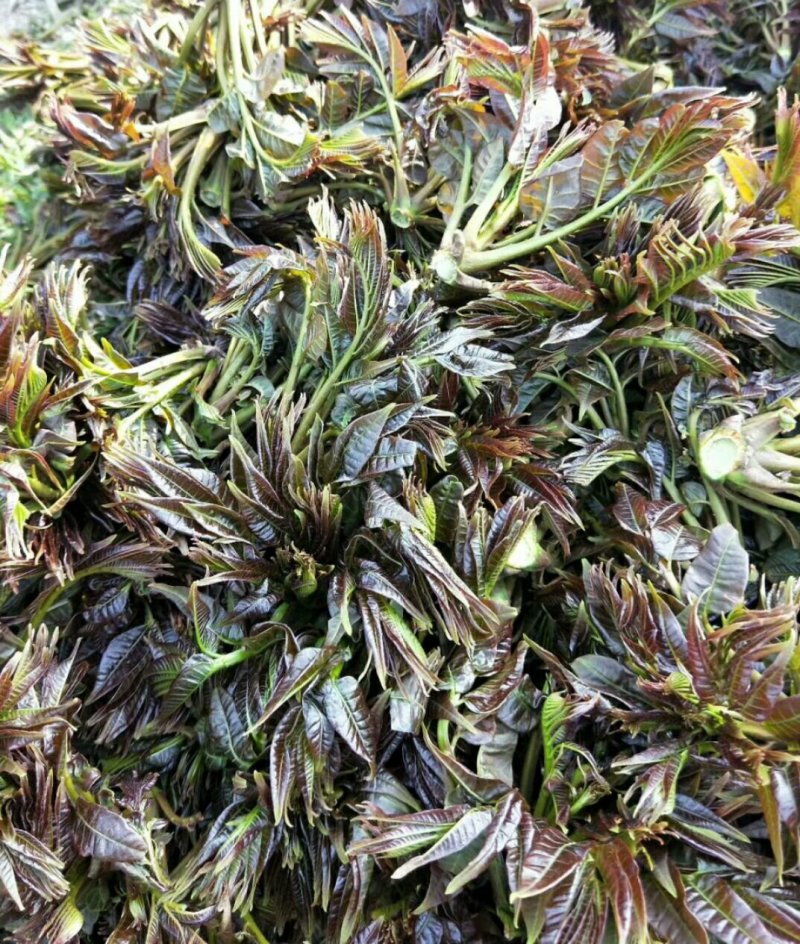 黑油椿芽肥嫩粗壮口感鲜香无渣有机种植香椿芽头