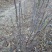 黑油椿芽肥嫩粗壮口感鲜香无渣有机种植香椿芽头
