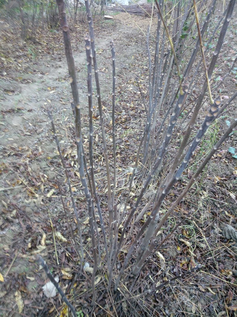 黑油椿芽肥嫩粗壮口感鲜香无渣有机种植香椿芽头