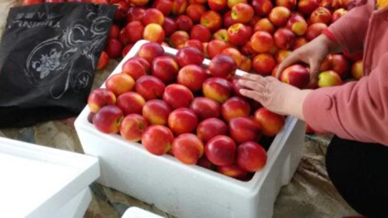 山东大棚油桃，黄油桃，中油4，126大量，市场交看货论价