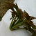 黑油椿芽肥嫩粗壮口感鲜香无渣有机种植香椿芽头
