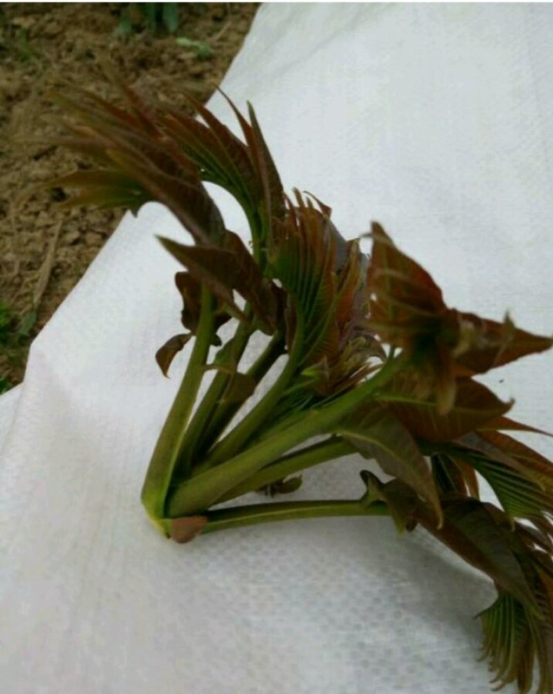 黑油椿芽肥嫩粗壮口感鲜香无渣有机种植香椿芽头