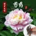 芍药，芍药芽块，原颗芍药，品种芍药，药用芍药，红花芍药