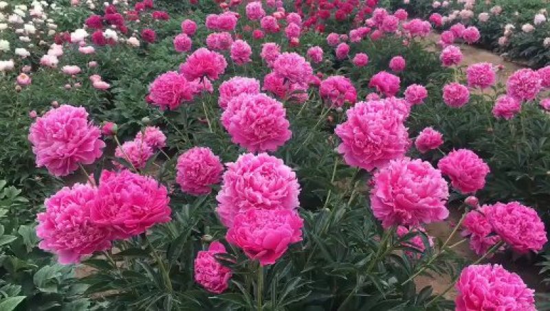 进口观赏芍药，原颗多年生芍药，切花芍药，重瓣芍药，