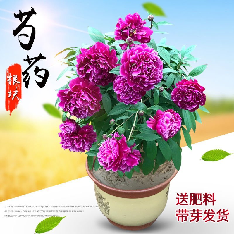 进口观赏芍药，原颗多年生芍药，切花芍药，重瓣芍药，