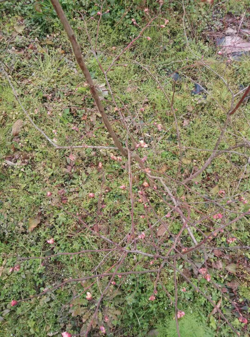 重庆渝北蓝莓树