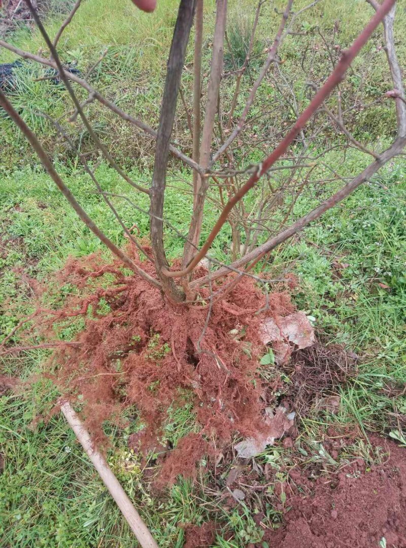 重庆渝北蓝莓树