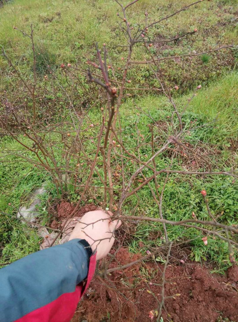 重庆渝北蓝莓树