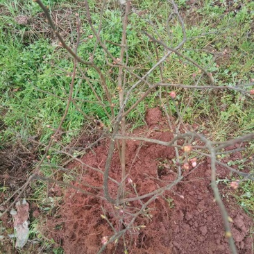 重庆渝北蓝莓树