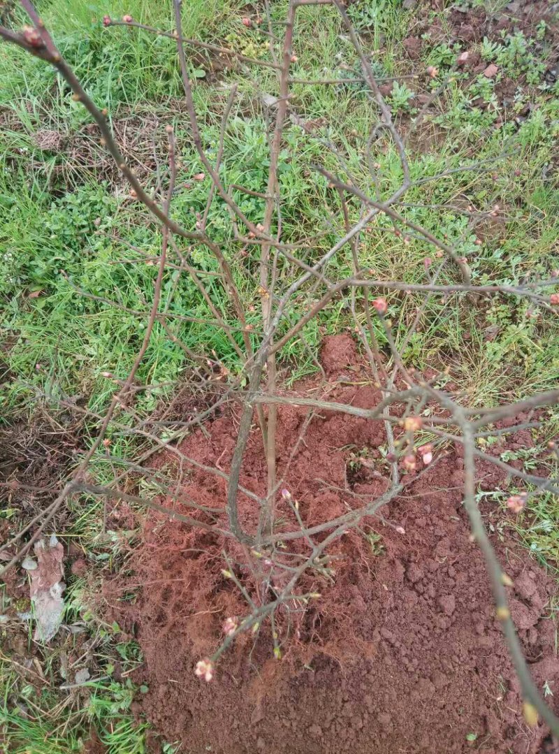重庆渝北蓝莓树