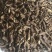 蒲公英根茶1斤包邮