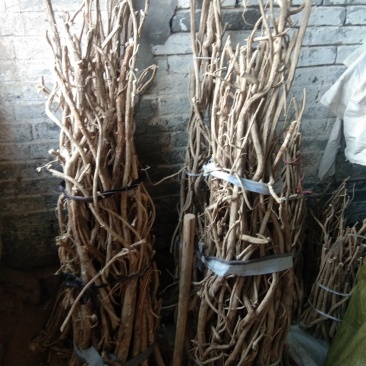 出口型野生黄芪