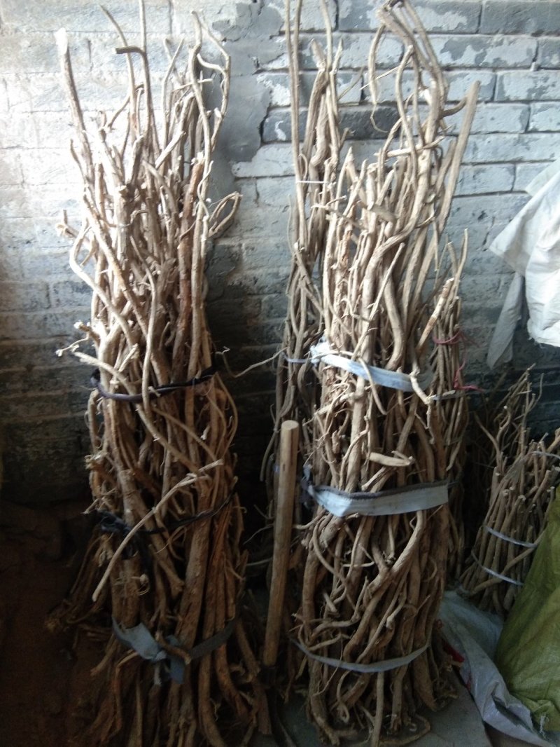出口型野生黄芪