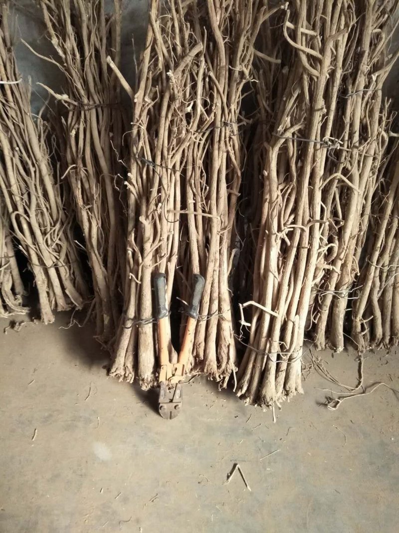 出口型野生黄芪