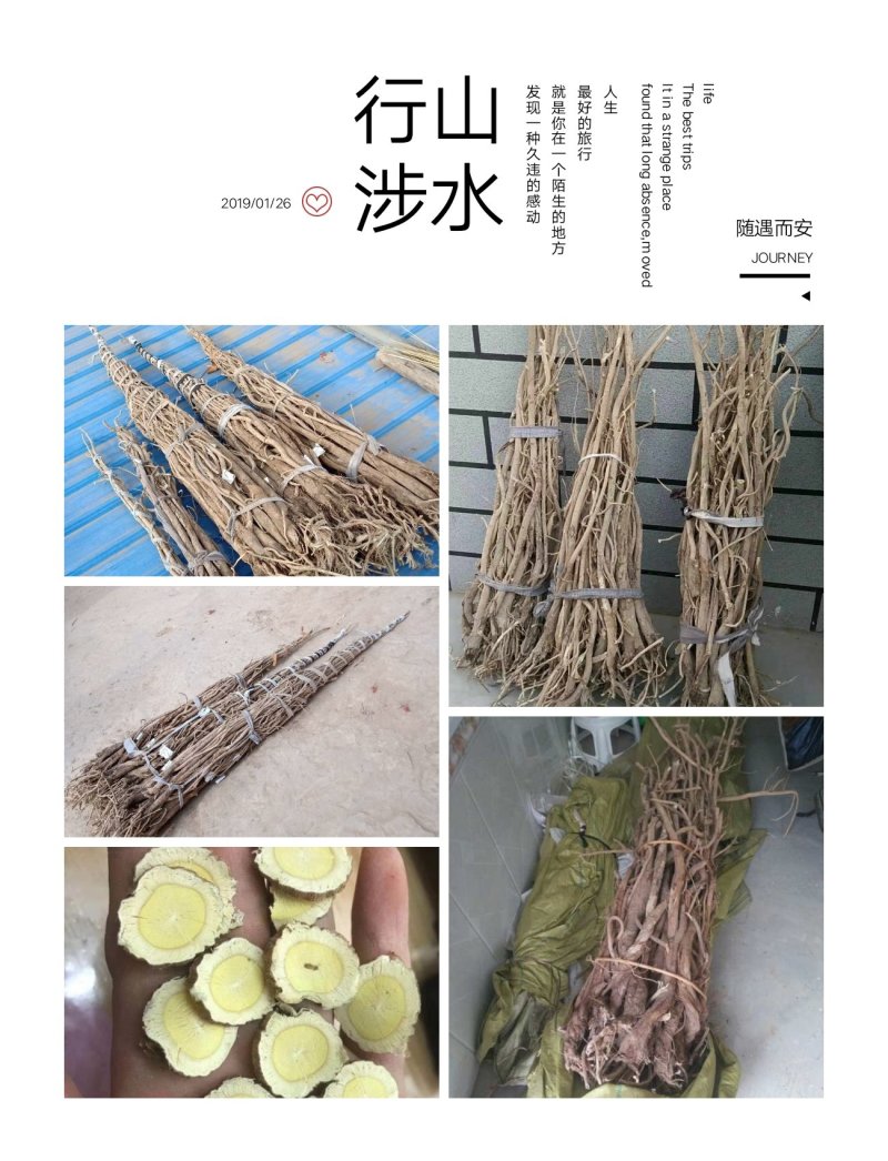 出口型野生黄芪