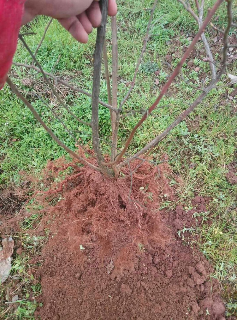 重庆渝北出售蓝莓树。