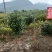 香杉苗