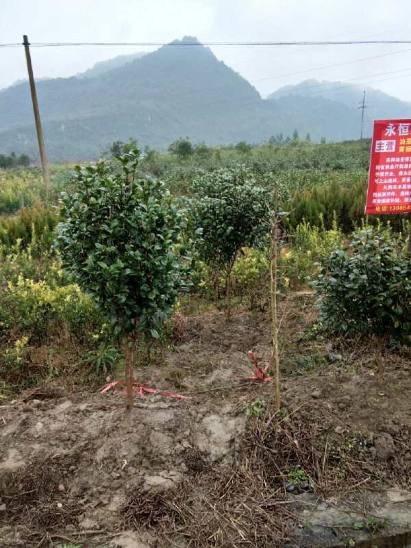 香杉苗