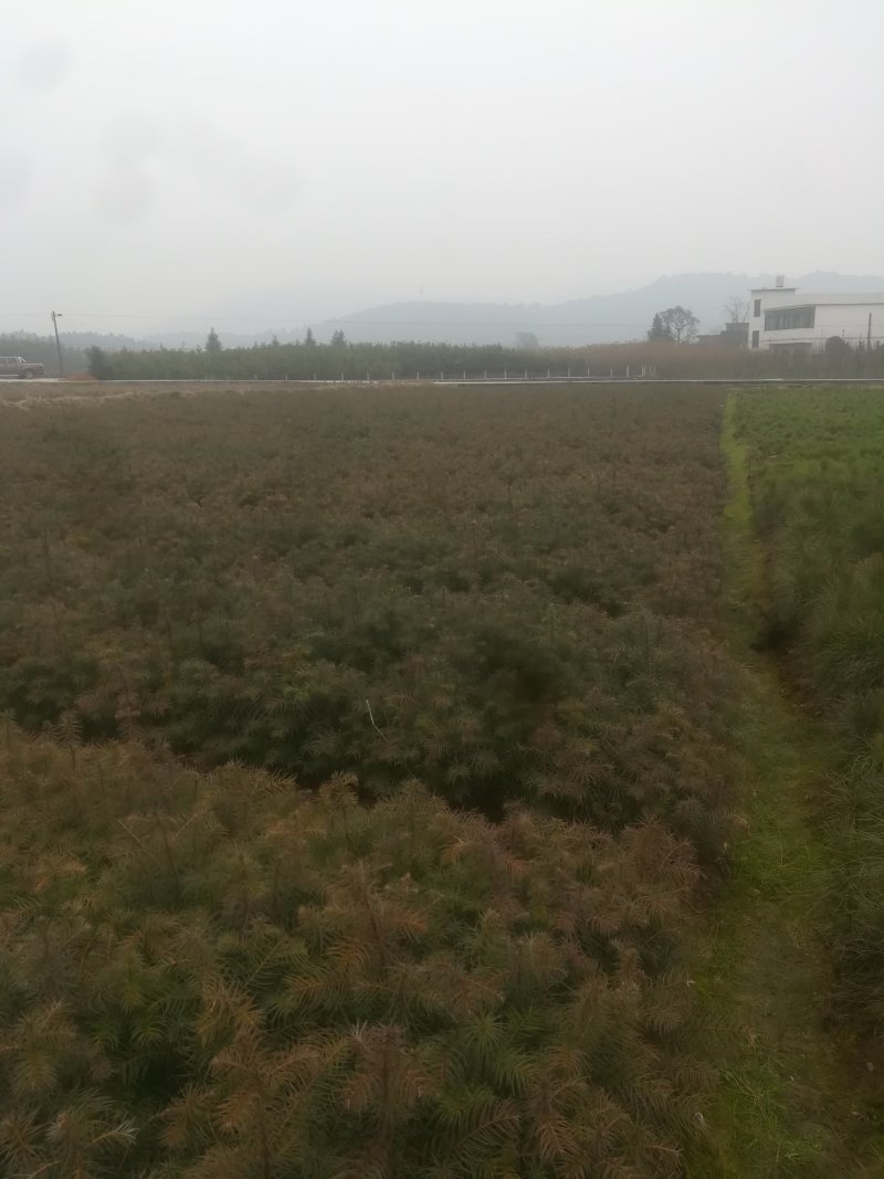 香杉苗