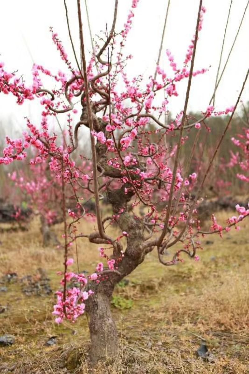 【热销】梅花花卉绿化基地直供欢迎致电诚信代办