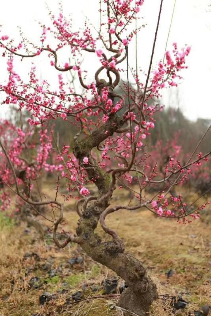 【热销】梅花花卉绿化基地直供欢迎致电诚信代办