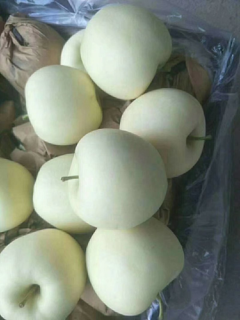绥中优质黄元帅苹果产地对接货源充足大量供应
