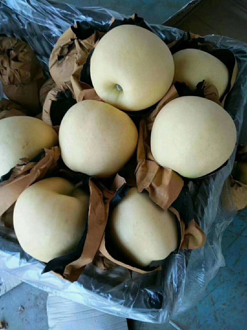 绥中优质黄元帅苹果产地对接货源充足大量供应