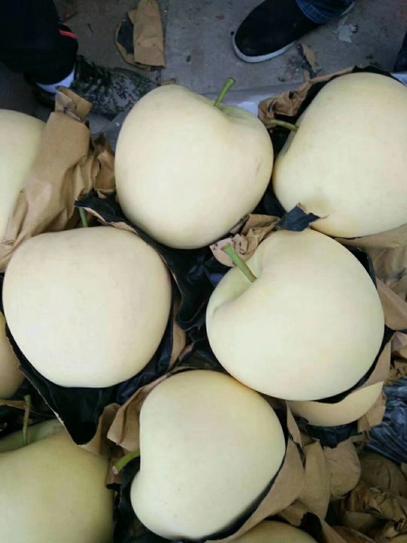 绥中优质黄元帅苹果产地对接货源充足大量供应