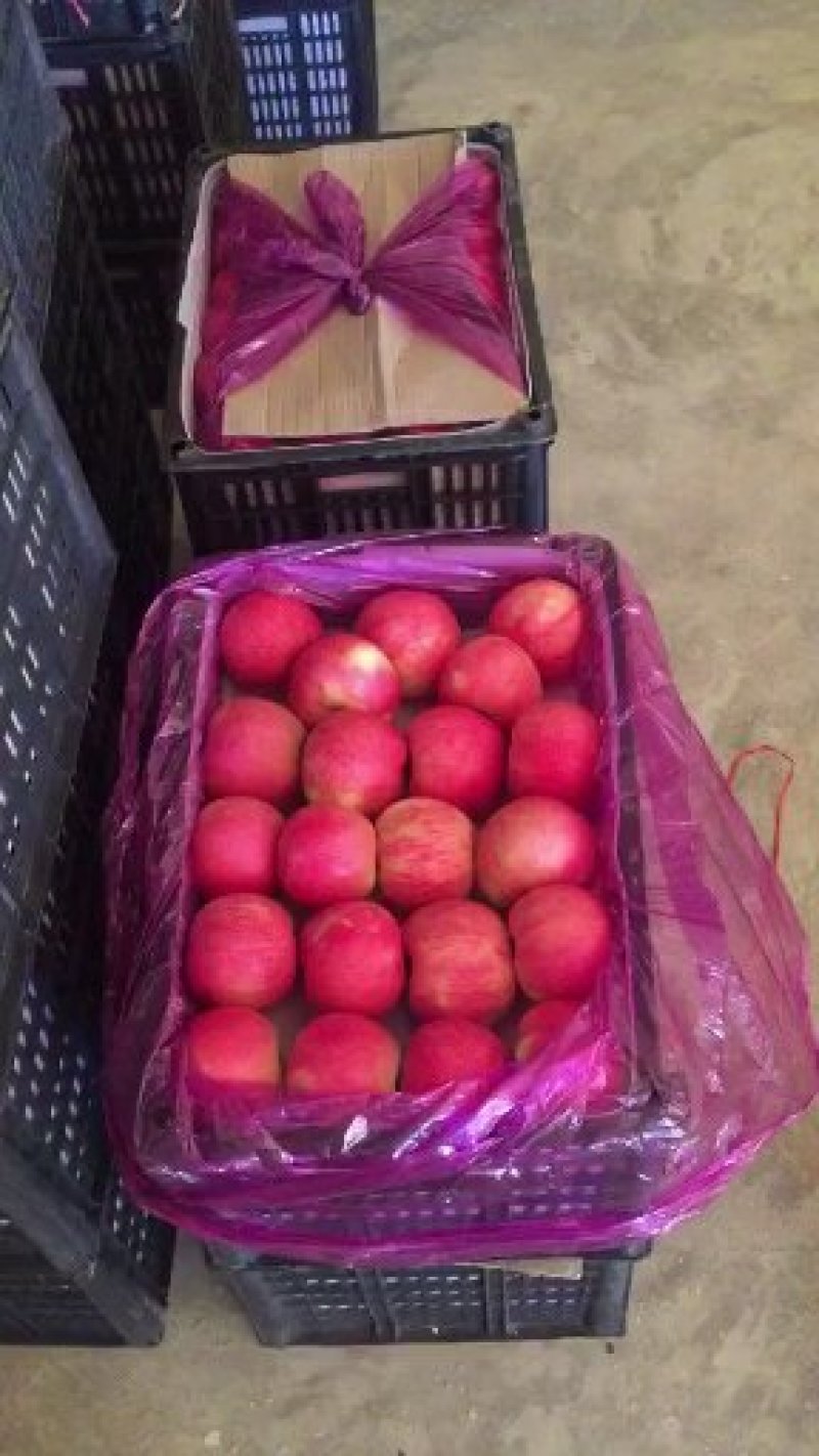 绥中优质乔纳金苹果产地供应货源充足大量供应