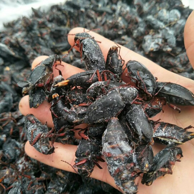 山水牛公虫，批发零售量大优惠，欢迎选购，