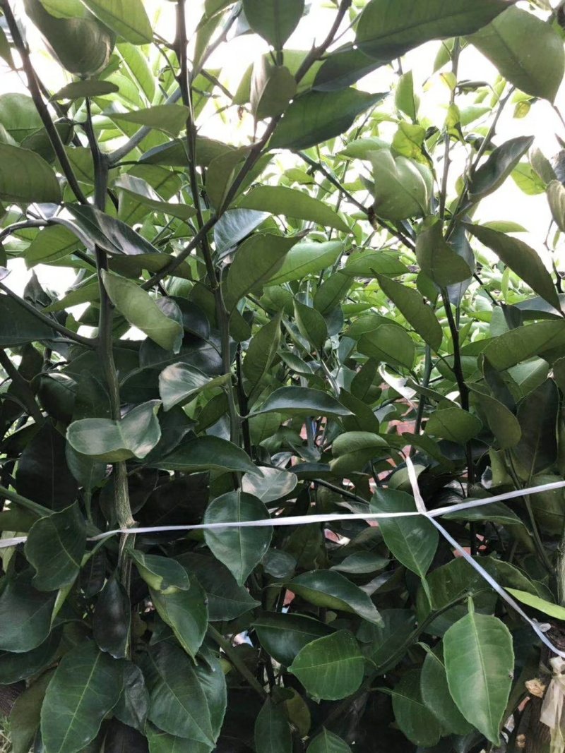 明日见枝条