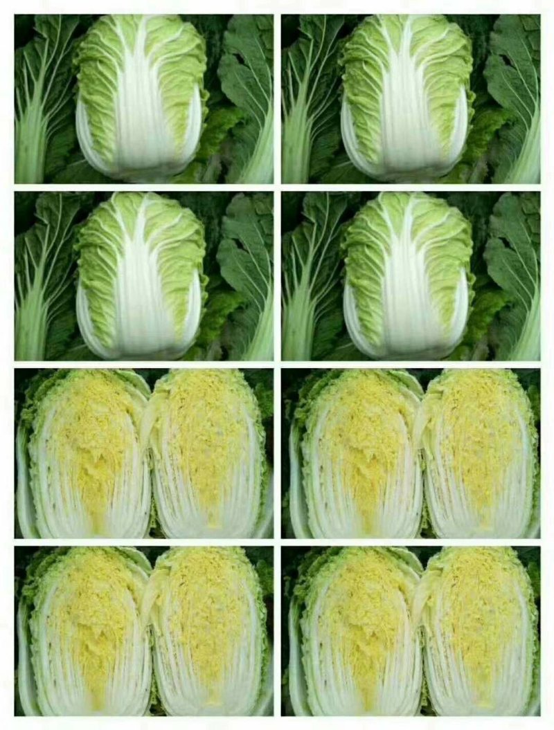 矮顆黄心大白菜.各种规格.一手货源.质量保证.大量供应