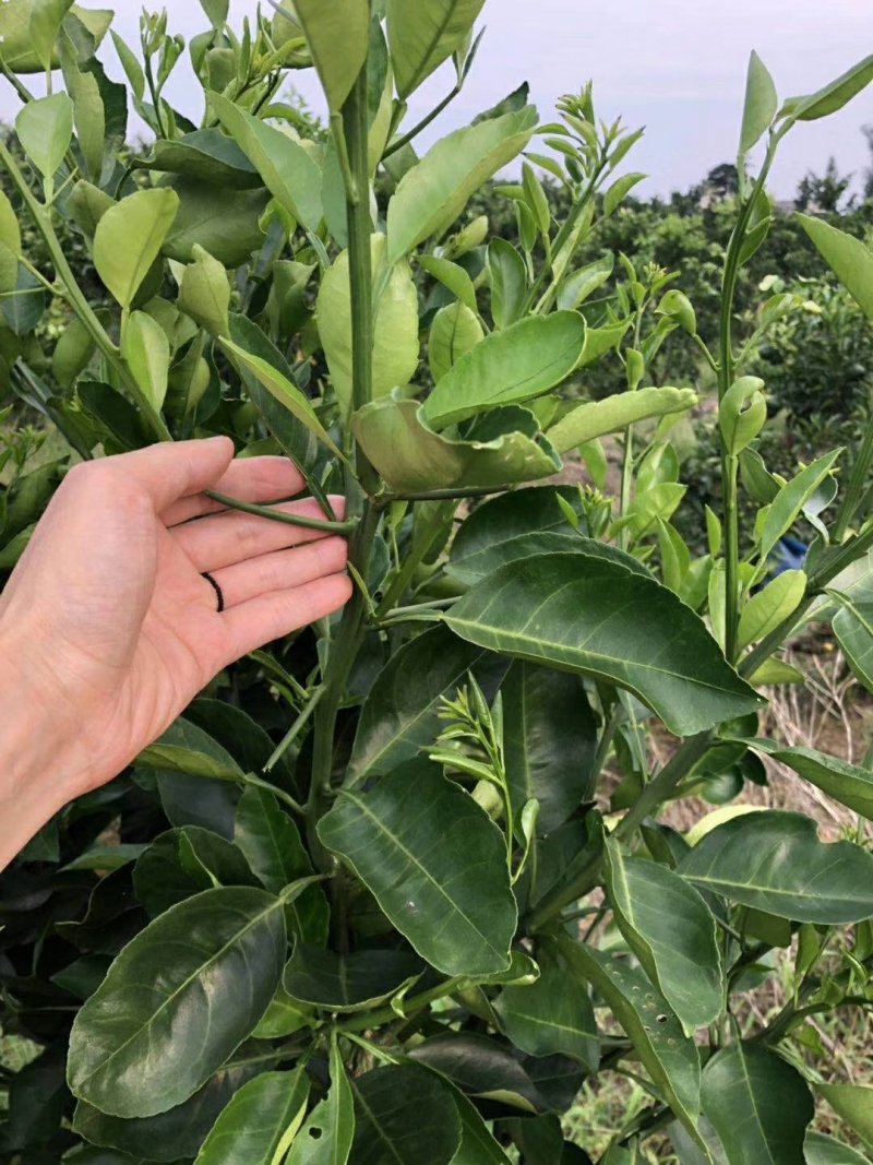 明日见枝条
