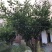 明日见枝条